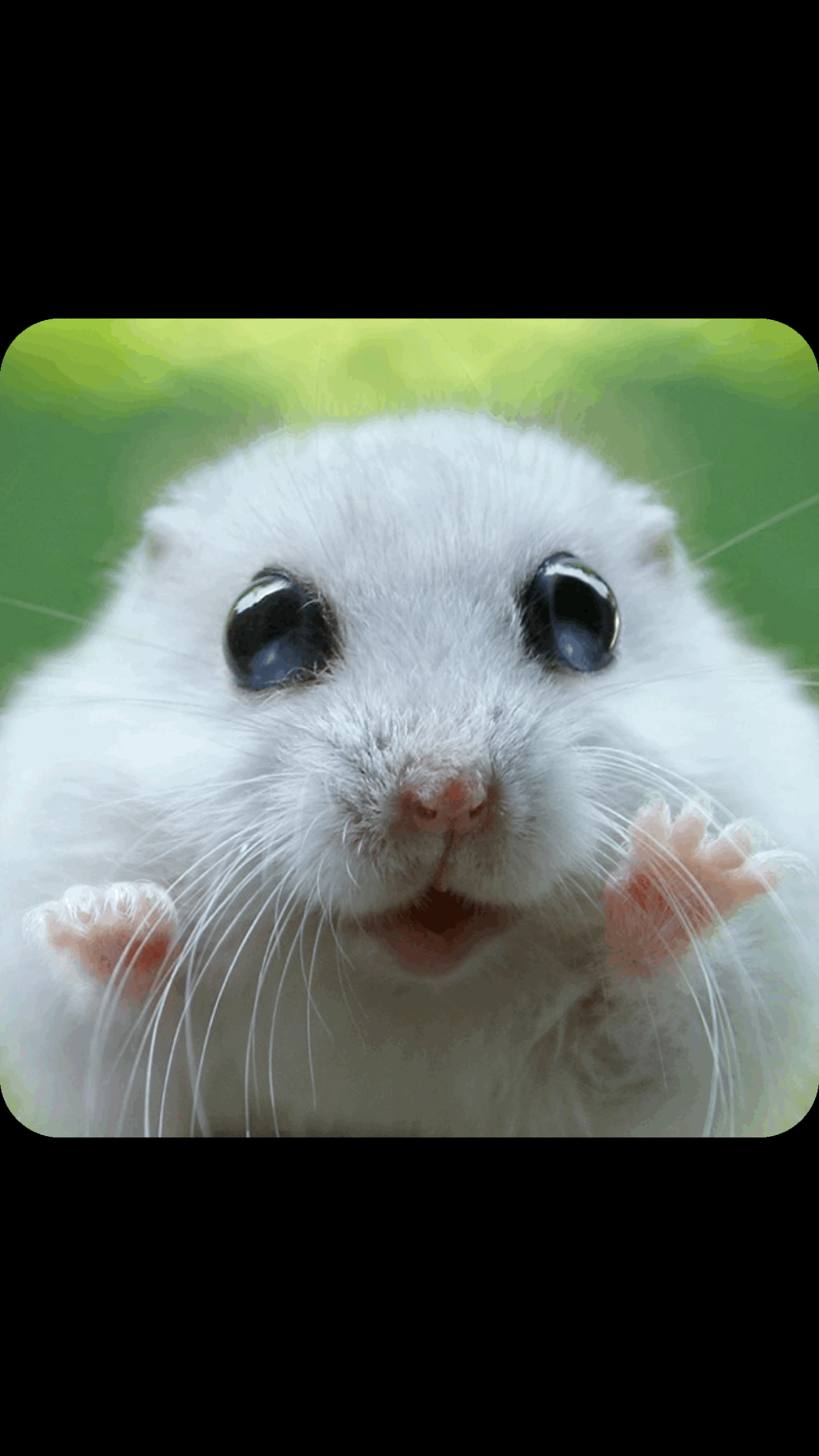 Animated GIF Maker - Best Photo Animation Editor to Create Video Image
