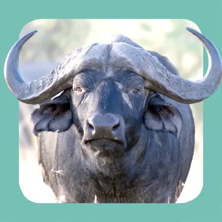Sasol Wildlife for Beginners (Lite): Quick facts, photos and videos of 46 southern African animals Читы