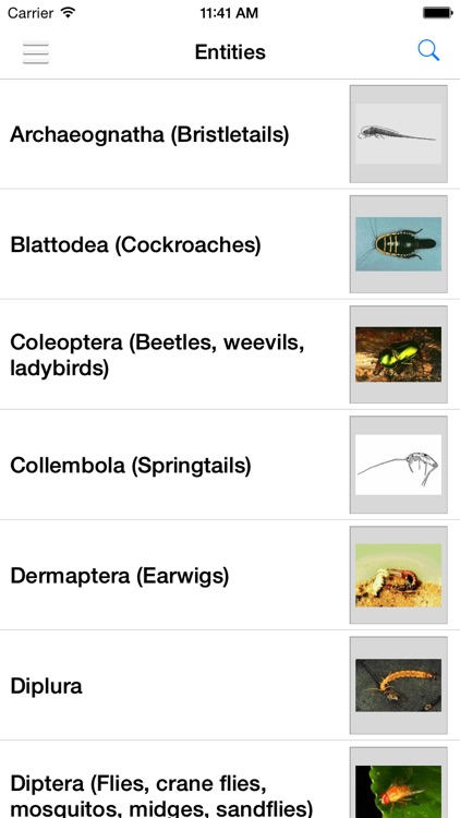 Key to Insect Orders