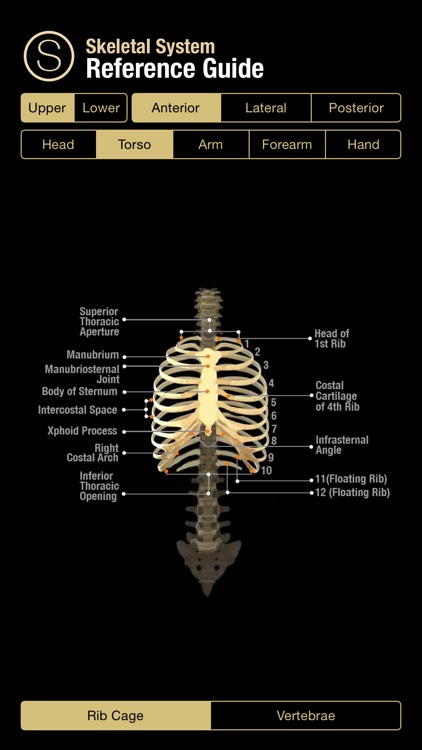 Skeletal System Reference Guide