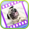 Funny Dog Videos - Funniest Moments App Feedback