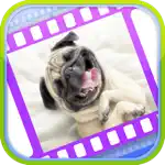Funny Dog Videos - Funniest Moments App Positive Reviews