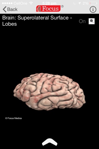 NEUROANATOMY - Digital Anatomy screenshot 2