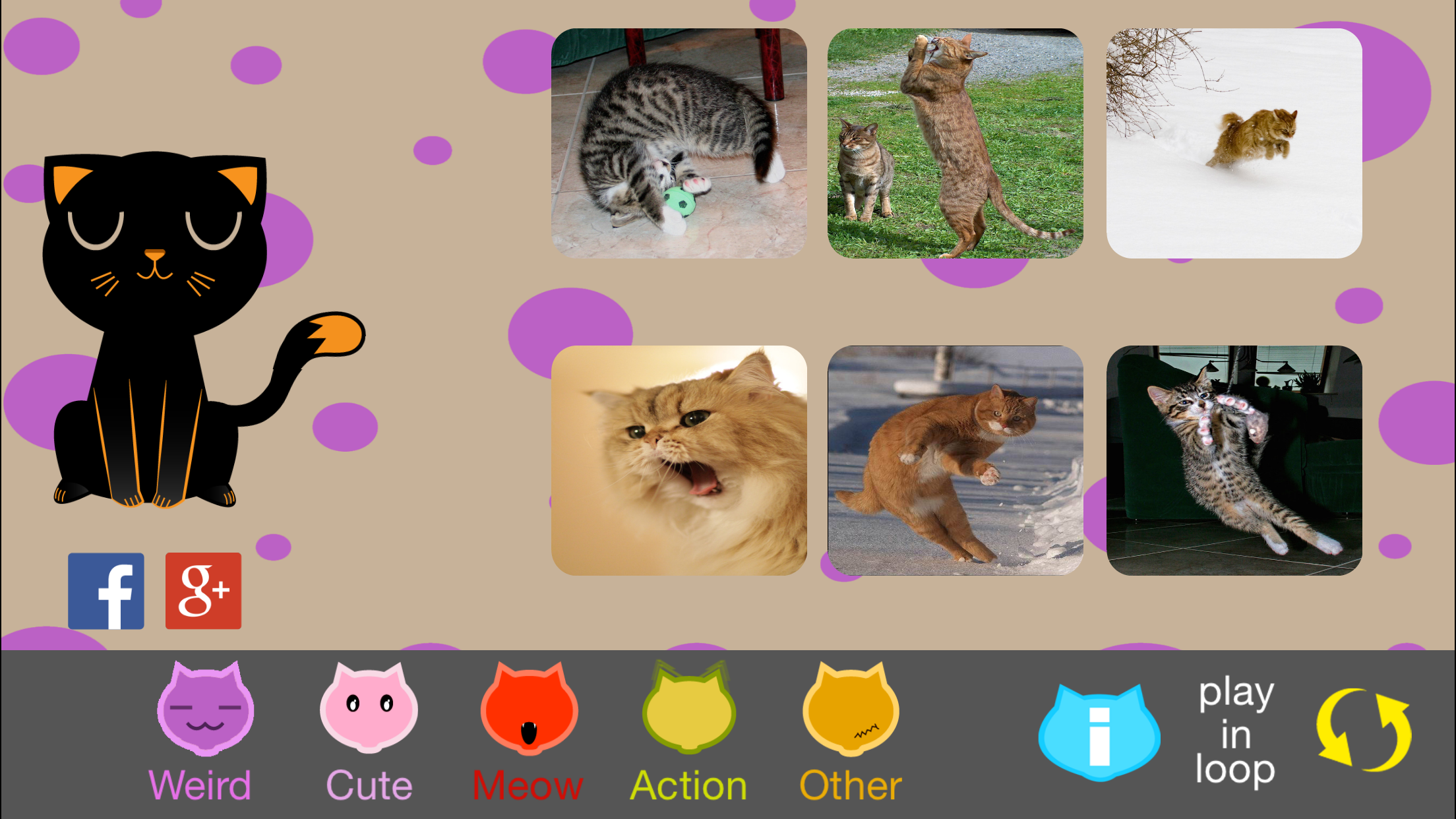 The Best Funny Kittens