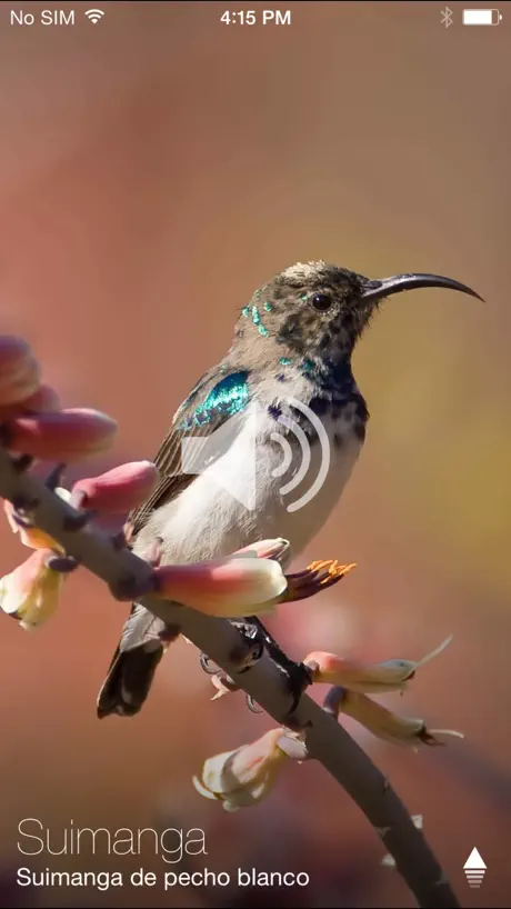 Investigador de animales libre: sonidos e imágenes