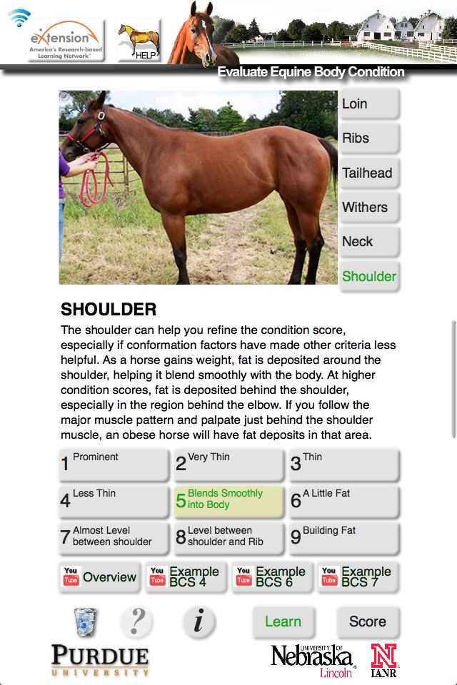 HorseBCS screenshot 3