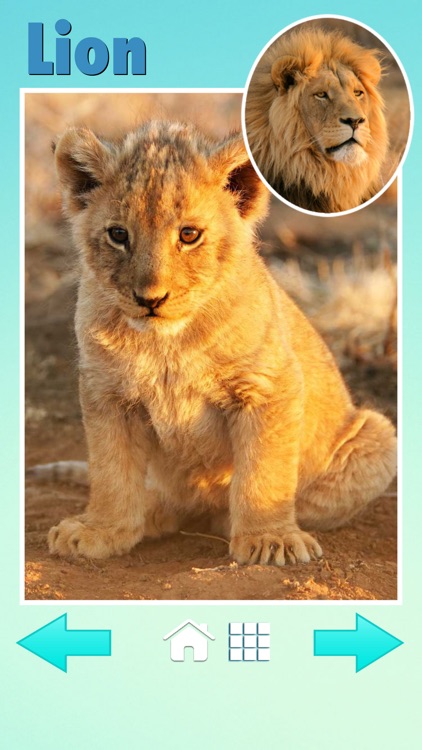 Baby Animals screenshot-3