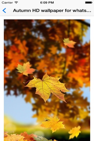 Autumn HD wallpaper for whatsapp screenshot 4