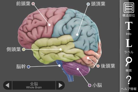 3D Brainのおすすめ画像1