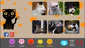 The Best Funny Kittens screenshot #1 for iPhone