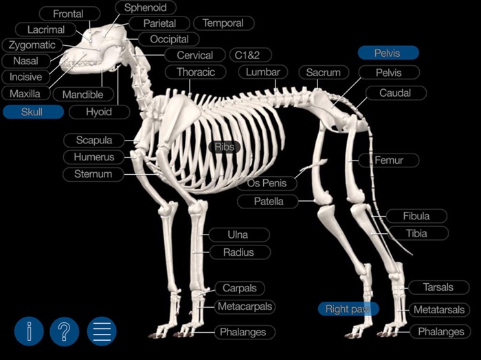 Dog Anatomy Canine 3D