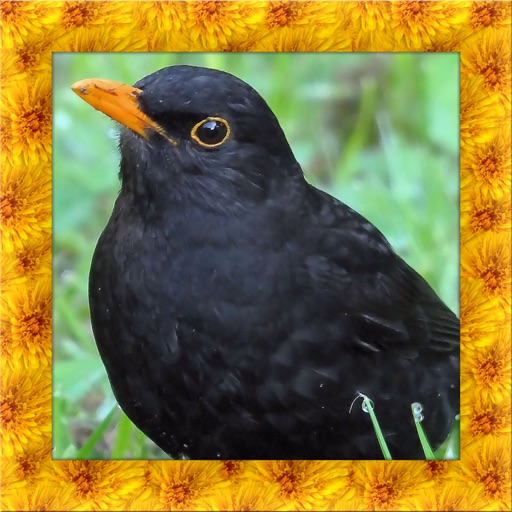 Blackbird Simulator icon