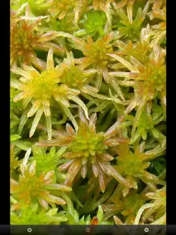 MoorMOSS screenshot 5