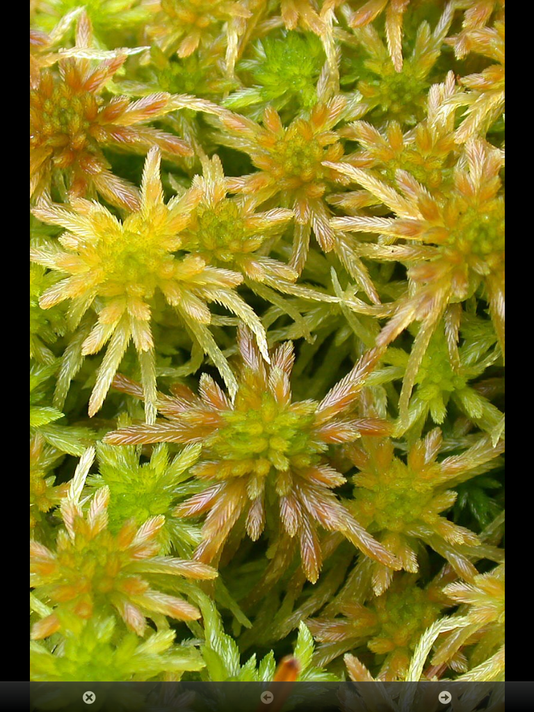MoorMOSS