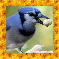 Activities of Blue Jay Simulator 3D