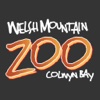 Welsh Mountain Zoo Guide