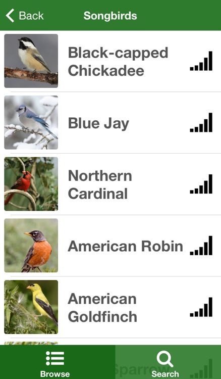New York Birds screenshot-3