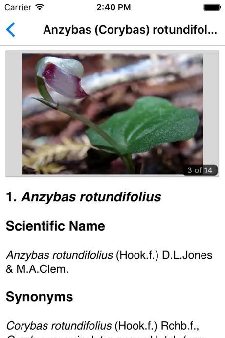 NZ Orchid Key