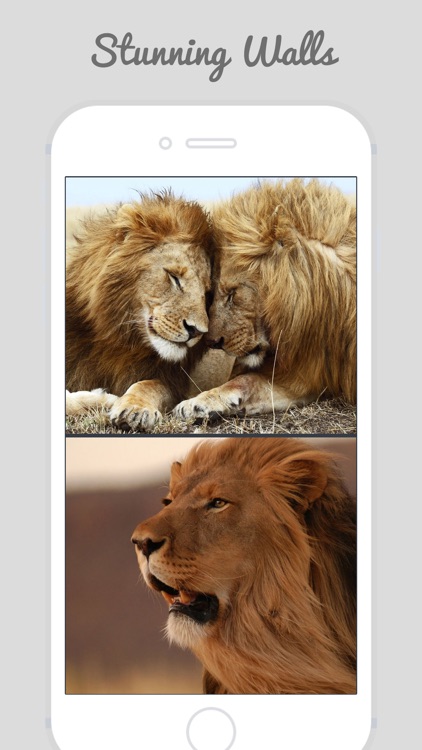 Lion Wallpapers - Big Cats !