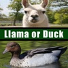 Llama or Duck - iPhoneアプリ