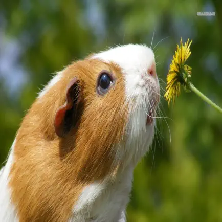Guinea Pig Communicator Cheats
