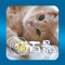 Aha-Experience Landscapes of Cats is an app that condenses the image problem to get the "aha experience" that activates the nerve cells in the brain