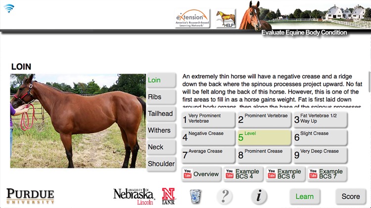 HorseBCS
