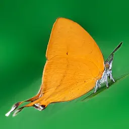 Butterflies of Singapore (NSS) app icon
