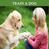 How To Train a Dog