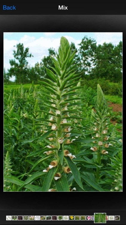 Herbalism