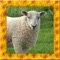 Wild Sheep Simulator 3D