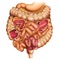 The Miniatlas Gastroenterology is the perfect pocket tool for physicians