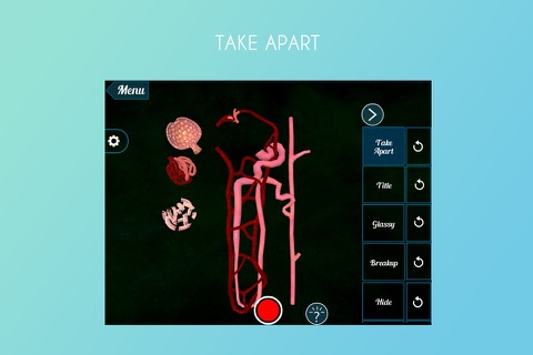 Nephron Blood Vessels 3D screenshot 2