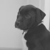 Puppy Calmer - JoelPro