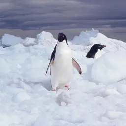 Mission Antarctica app icon