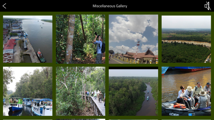 OrangUtan - Indonesia