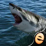 Shark Puzzles for Kids Free Jigsaw Wonder Collection App Negative Reviews