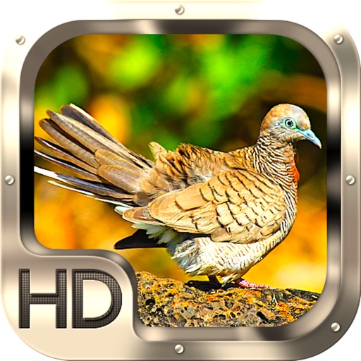 Dove Hunting Pro Icon