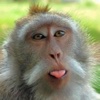 Monkey Jokes - Best, cool and funny jokes!
