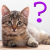 Cat Breed Quiz for iPad