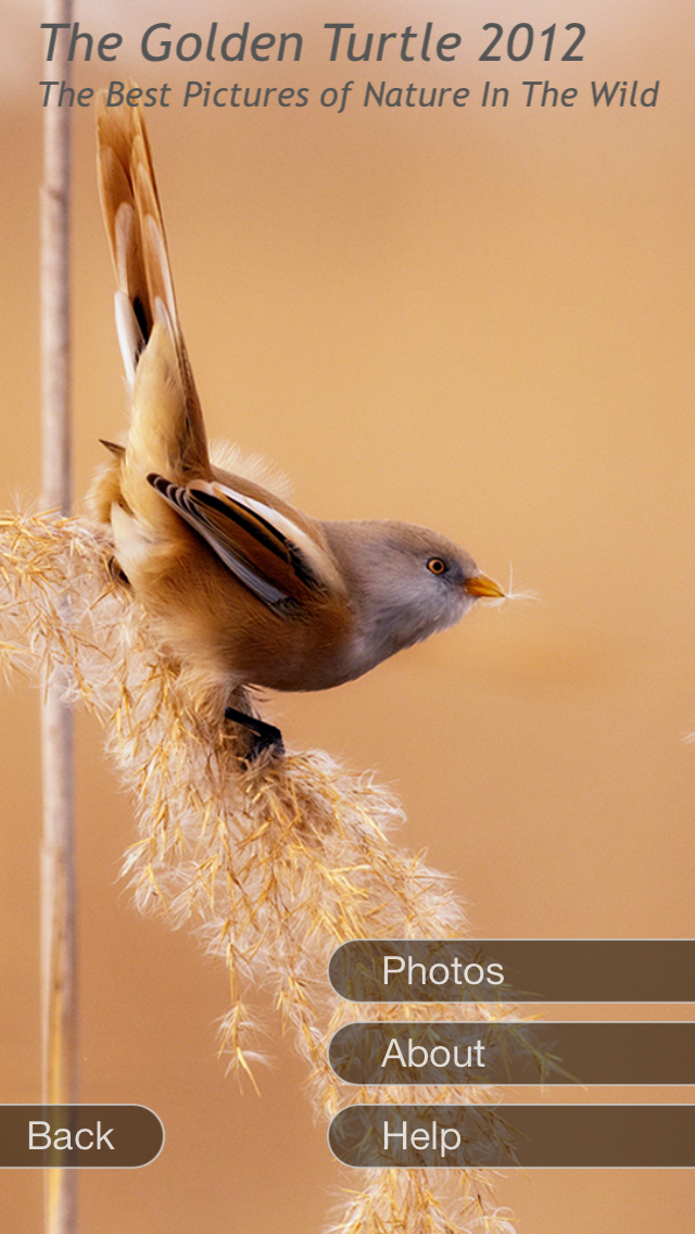 Screenshot #2 pour Voynich Gallery