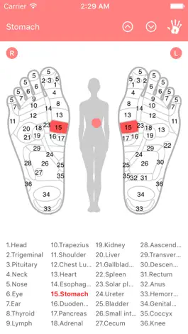 Game screenshot Reflexology Chart (Foot & Hand) mod apk