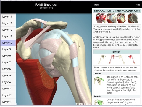 Functional Anatomy for Movement and Injuries: Shoulder screenshot 4