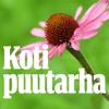 Kotipuutarha