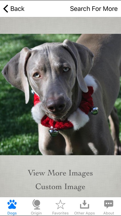 Guide to Dog Breeds