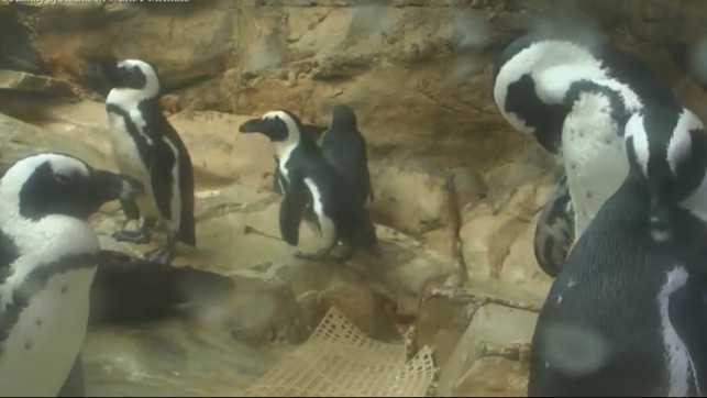 動物攝影機觀察真正活野生動物(圖5)-速報App
