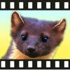 Movimals animal video app for kids and toddlers