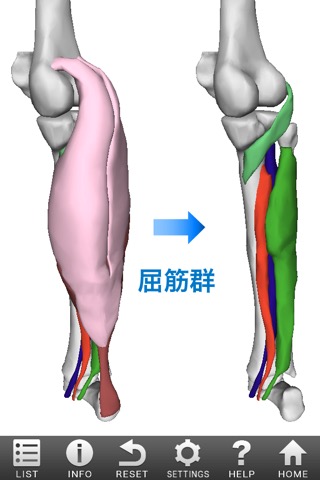 3D筋肉図鑑のおすすめ画像2