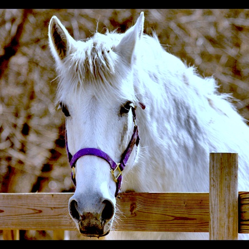 Horse Jigsaw Wallpaper !!