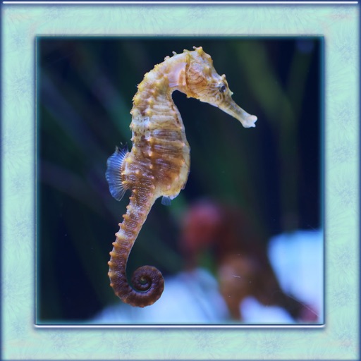 Sea Horse Simulator 3D